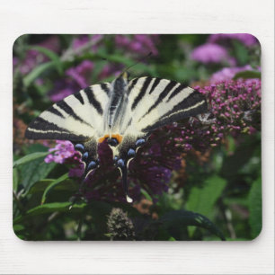 Iphiclides podalirius mouse pad