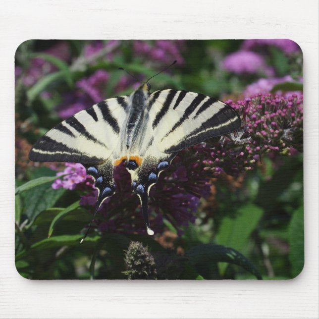Iphiclides podalirius mouse pad (Front)