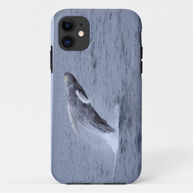 Iphone 5 Case-mate Humpback Whale breaching Case (Back)