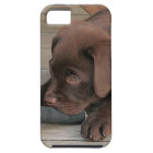 Iphone 5 case with chocolate Labrador retriever