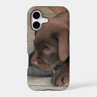 Iphone 5 case with chocolate Labrador retriever