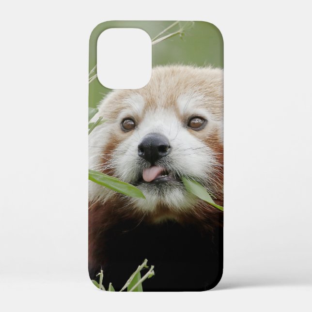 iPhone case Photo giant panda , animals. (Back)