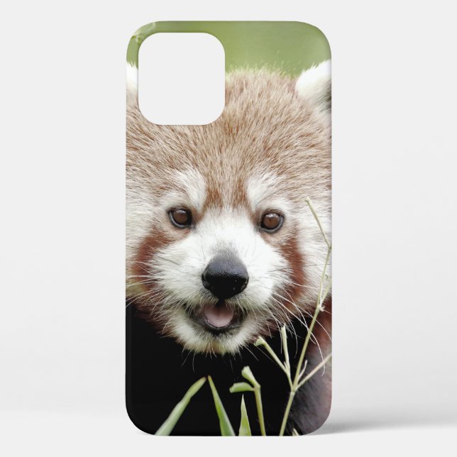 iPhone case Photo giant panda , animals. (Back)