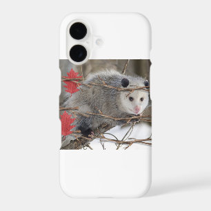 IPhone Cases Opossum Nature
