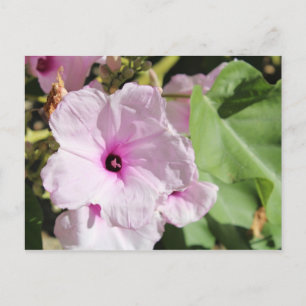 Ipomea Fistulosa Postcard