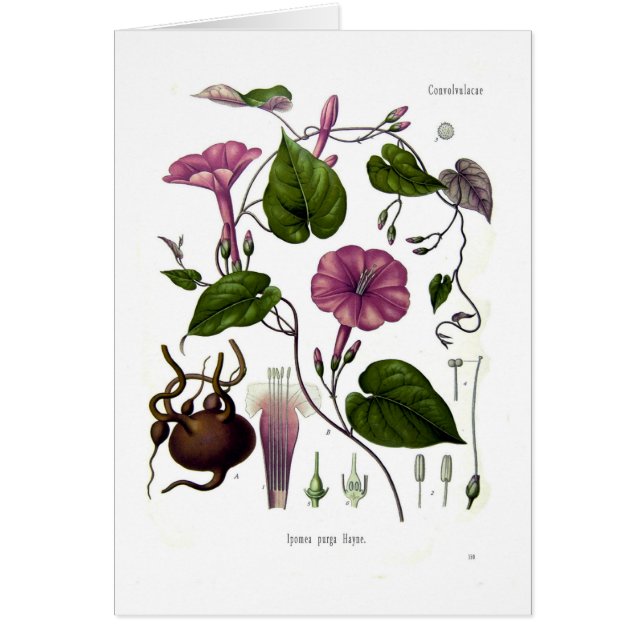 Ipomea purga (jalap) (Front)