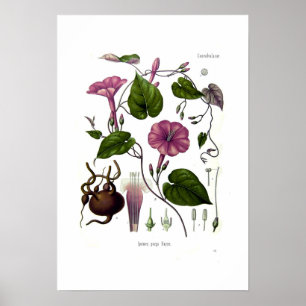 Ipomea purga (jalap) poster