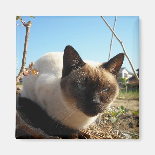 Irate Kitty Magnet (Front)