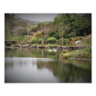 Ireland, County Cork, Lake, Swans, Photography Photo Print