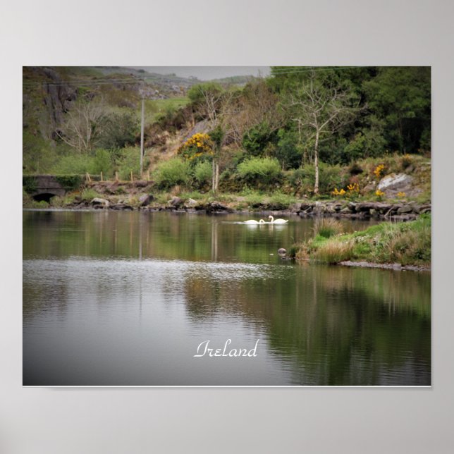 Ireland, County Cork, Lake, Swans, Photography Poster (Front)