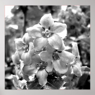 Ireland Flowers Poster