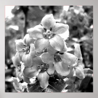 Ireland Flowers Poster