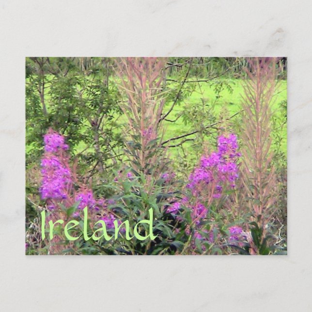 Ireland Heather Postcard (Front)