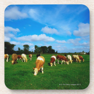 Ireland, Herd Of Cattle Grazing Coaster