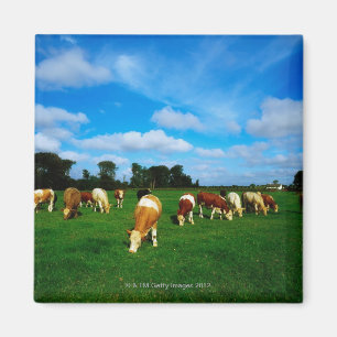Ireland, Herd Of Cattle Grazing Magnet