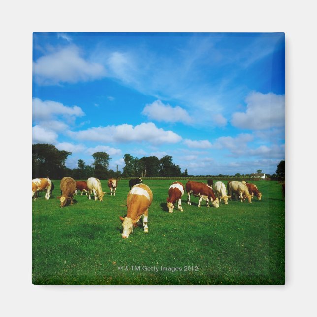 Ireland, Herd Of Cattle Grazing Magnet (Front)