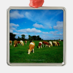 Ireland, Herd Of Cattle Grazing Metal Tree Decoration