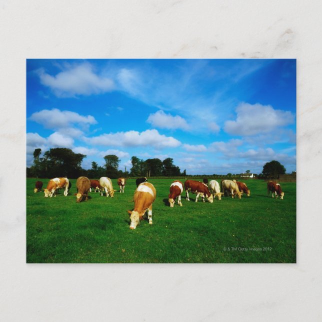Ireland, Herd Of Cattle Grazing Postcard (Front)
