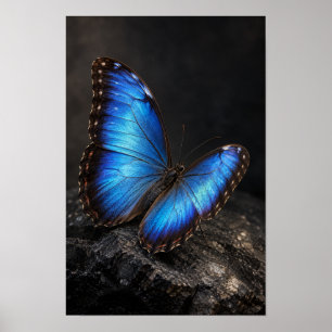 Iridescent Blue Butterfly on Dark Rock Nature Wall Poster