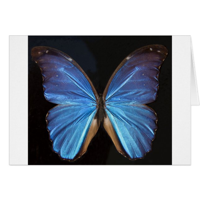 Iridescent Blue Butterfly Wings (Front Horizontal)