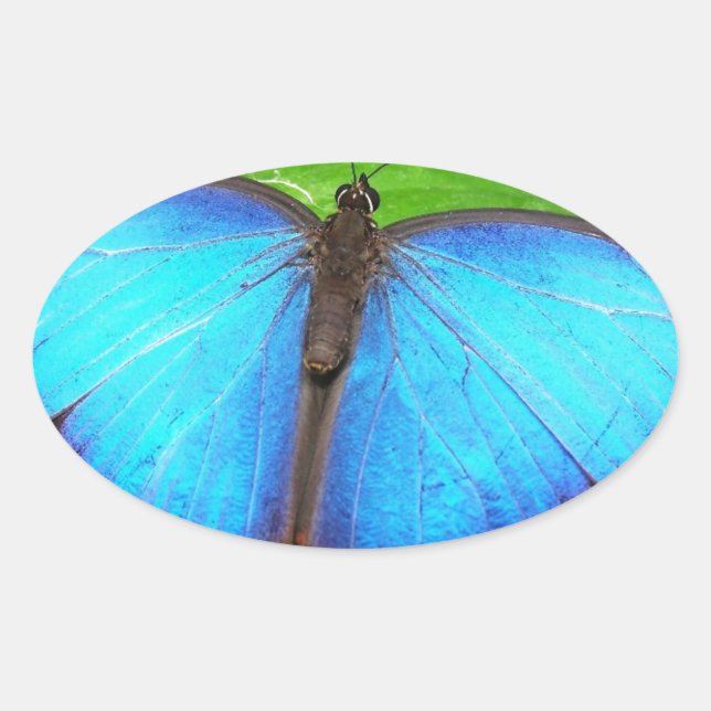 Iridescent Blue with Black Butterfly Wings Oval Sticker (Front)