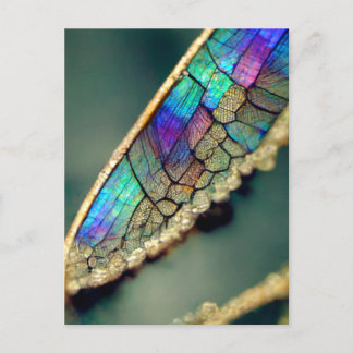 Iridescent dragonfly wing postcard