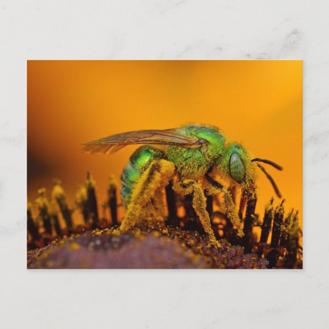 Iridescent Green Sweat Bees Postcard (Front)