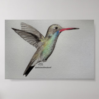 Iridescent Hummingbird | Pencil Drawing Art Print
