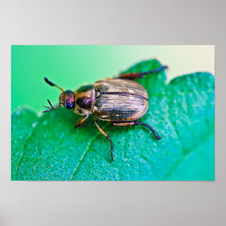 Iridescent Japanese Beetle Poster