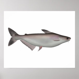 Iridescent Shark Poster