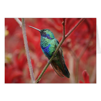 Iridescent Shine