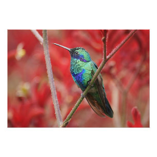 Iridescent Shine Photo Print