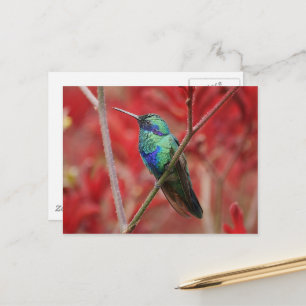 Iridescent Shine Postcard