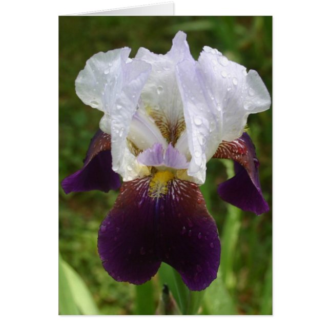 Iris (Front)