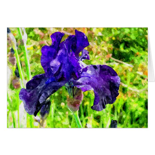 Iris (Front Horizontal)