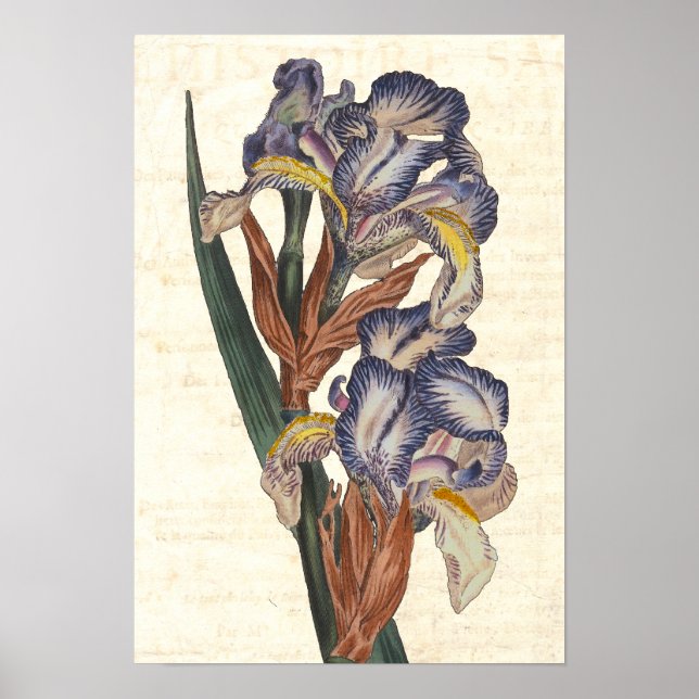 Iris 19th Century Curtis Botanical Illustration Poster (Front)