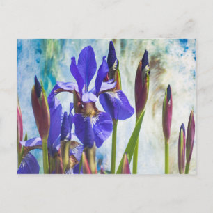 Iris abstract photo postcard