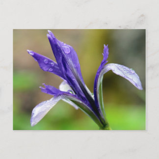 Iris After the Rain Postcard