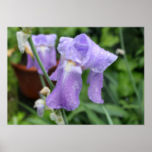 Iris after the rain. poster