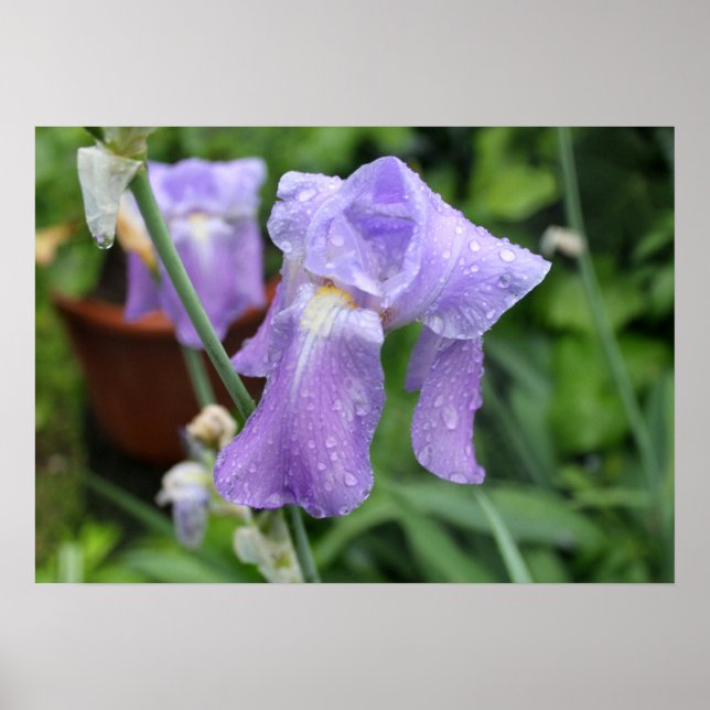 Iris after the rain. poster (Front)