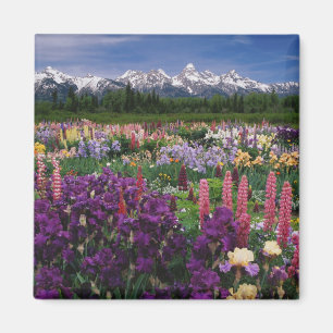 Iris and Lupine garden and Teton Range, Magnet