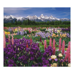 Iris and Lupine garden and Teton Range, Photo Print
