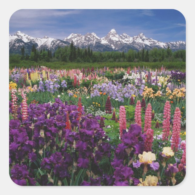 Iris and Lupine garden and Teton Range, Square Sticker (Front)