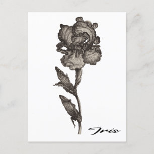 Iris, anonymous, c. 1630 - 1690 postcard