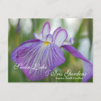 Iris at Swan Lake, Sumter SC