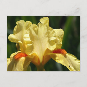 Iris Beauty Postcard