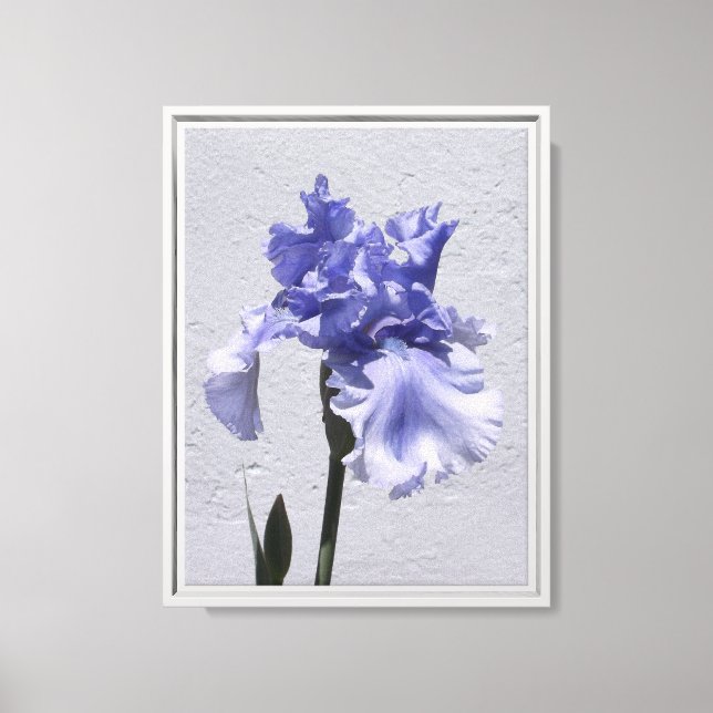Iris Bloom Canvas Print (Front)
