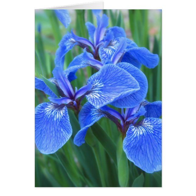 Iris Blue (Front)