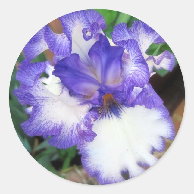 Iris ~ Blue and White Classic Round Sticker (Front)