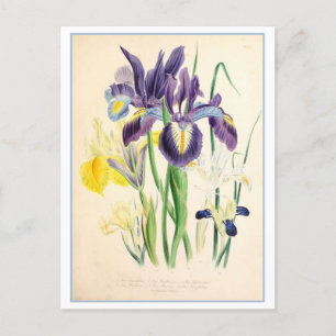 Iris Botanical Illustration Vintage Postcard